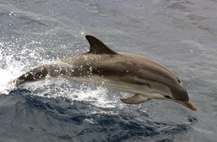 Charleston: Sightseeing Harbor Tour & Dolphin Watch - Sailing past the Battery and Charleston Harbor