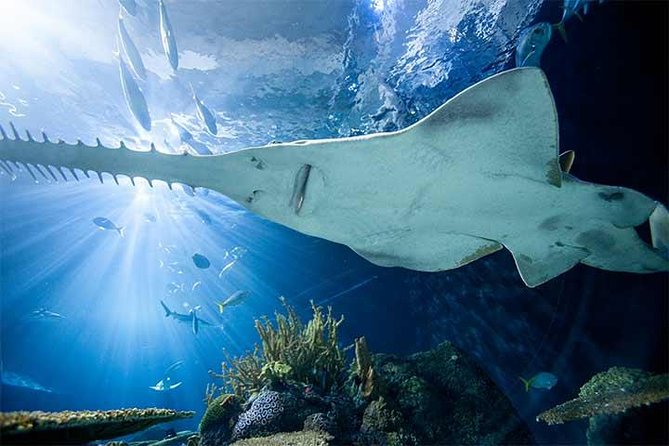 Chicago CityPASS® - Griffin Museum of Science and Industry: the hands-on option