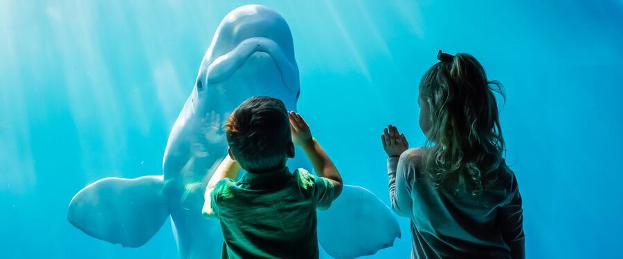 Chicago CityPASS®: Save up to 49% at 5 Top Attractions - Field Museum and the long museum day