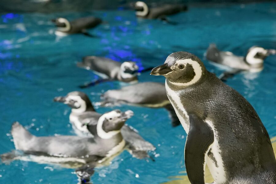 Chicago CityPASS®: Save up to 49% at 5 Top Attractions - 360 CHICAGO and the second skyline view