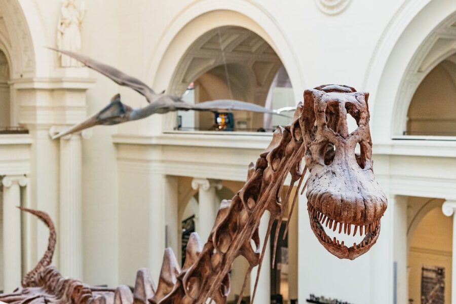 Chicago: Field Museum of Natural History Ticket or VIP Tour - Why the Field Museum is worth your Chicago time