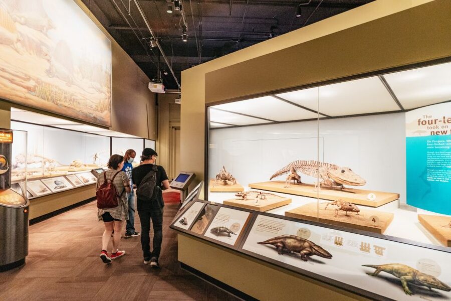 Chicago: Field Museum of Natural History Ticket or VIP Tour - Animals, Africa, and the Lions of Tsavo