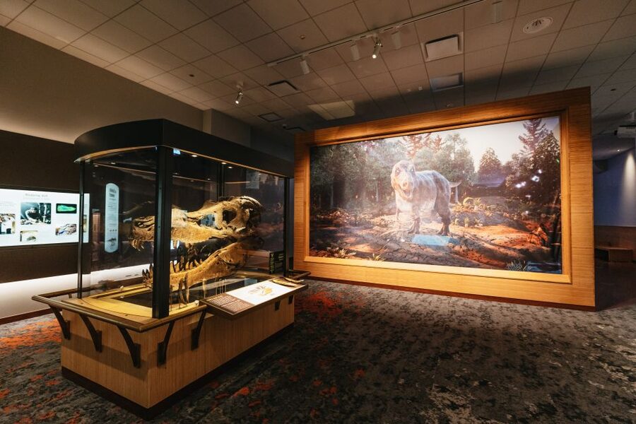 Chicago: Field Museum of Natural History Ticket or VIP Tour - What the Early Access VIP Tour adds