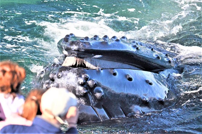 City Cruises Boston Whale Watching Cruise by High-Speed Boat - Quick takeaways for this Boston whale watch
