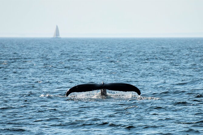 City Cruises Boston Whale Watching Cruise by High-Speed Boat - What the boat ride feels like