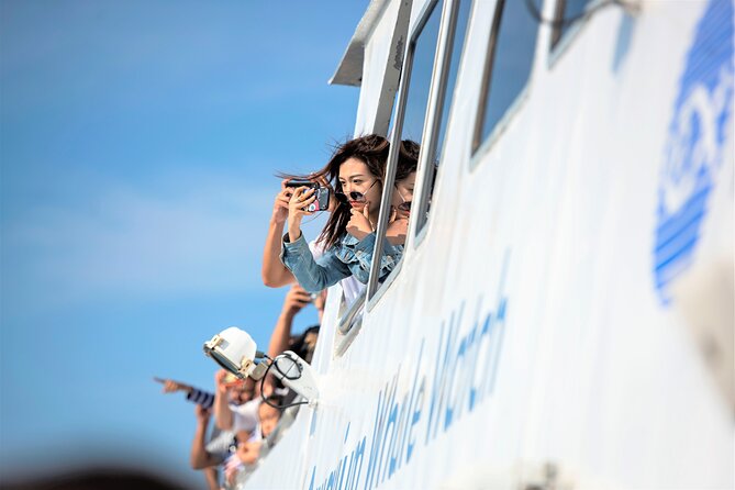 City Cruises Boston Whale Watching Cruise by High-Speed Boat - The wildlife payoff can be remarkable