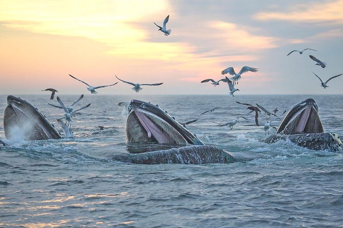 City Cruises Boston Whale Watching Cruise by High-Speed Boat - Food, comfort, and family details onboard