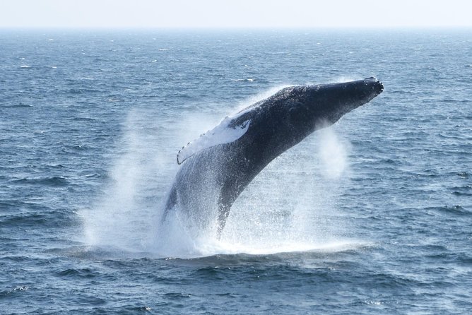 City Cruises Boston Whale Watching Cruise by High-Speed Boat - Who should book this cruise?