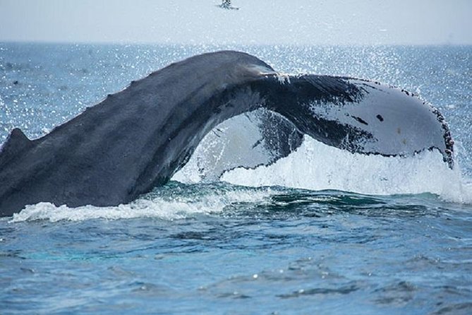 City Cruises Boston Whale Watching Cruise by High-Speed Boat - The naturalist makes the waiting worthwhile