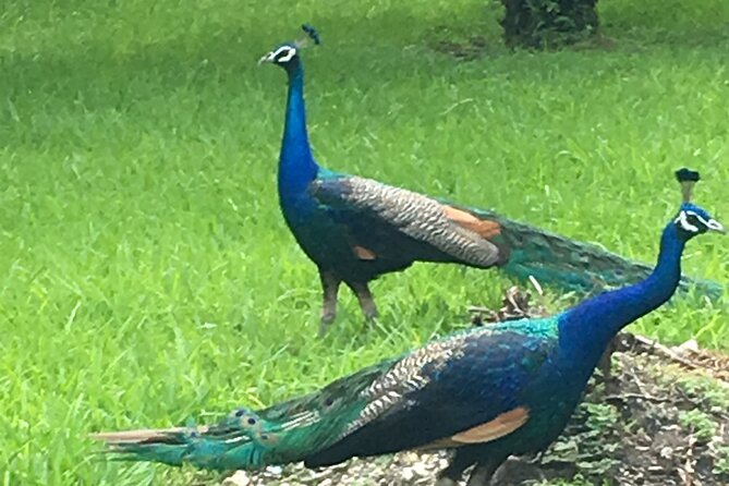 City Tour Miami PLUS and Boat Tour - Coconut Grove and the green side of Miami