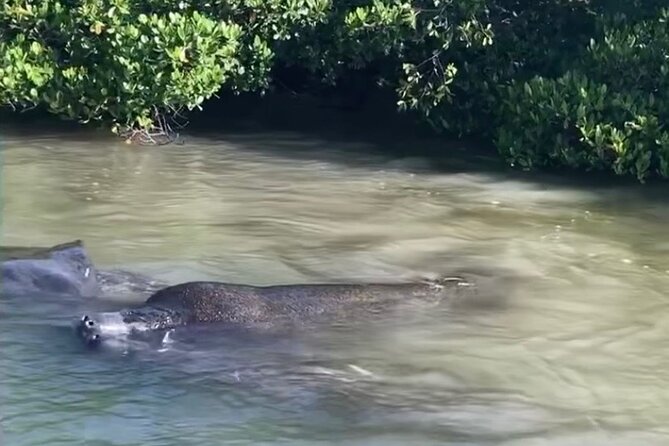 Clear Kayak Guided Eco Tour in North Naples - Photos, comfort, and small practical details