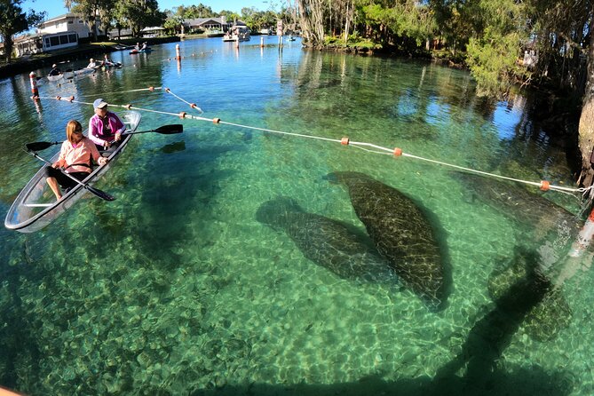 Clear Kayak Manatee Ecotour of Crystal River - Key points to know before you paddle