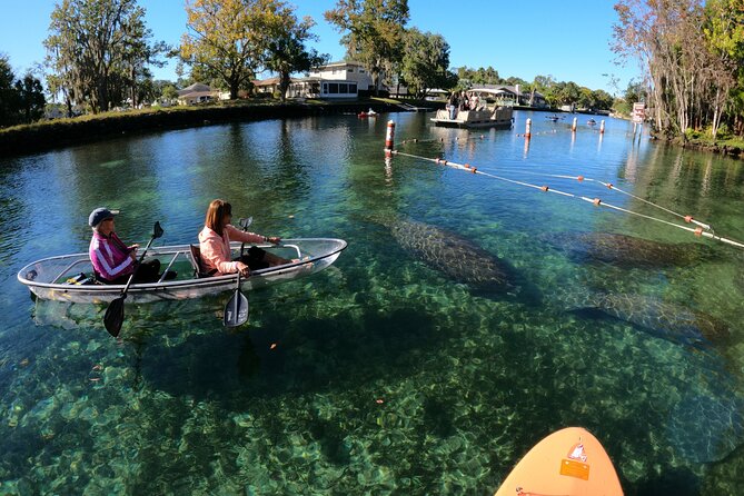 Clear Kayak Manatee Ecotour of Crystal River - Searching for manatees in Kings Bay