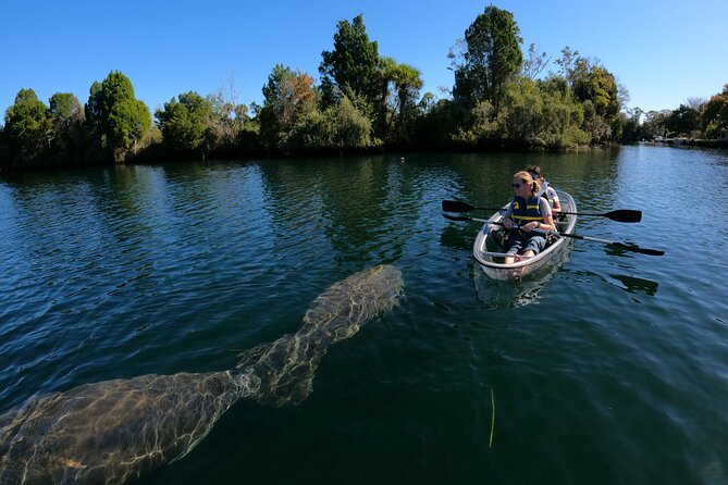 Clear Kayak Manatee Ecotour of Crystal River - Other wildlife and the value of a guide