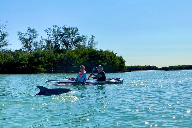 Clear Kayak Tour of Shell Key Preserve and Tampa Bay Area - Shell Key: shells, sandbars, and a welcome break