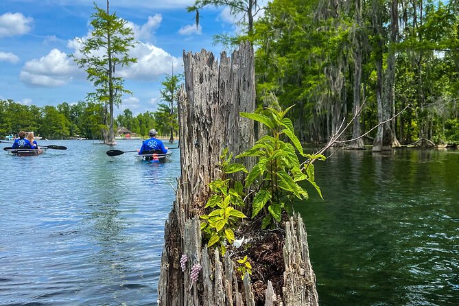 Clear Kayaking Eco Adventure Tour in Marianna - What the $75 price buys you