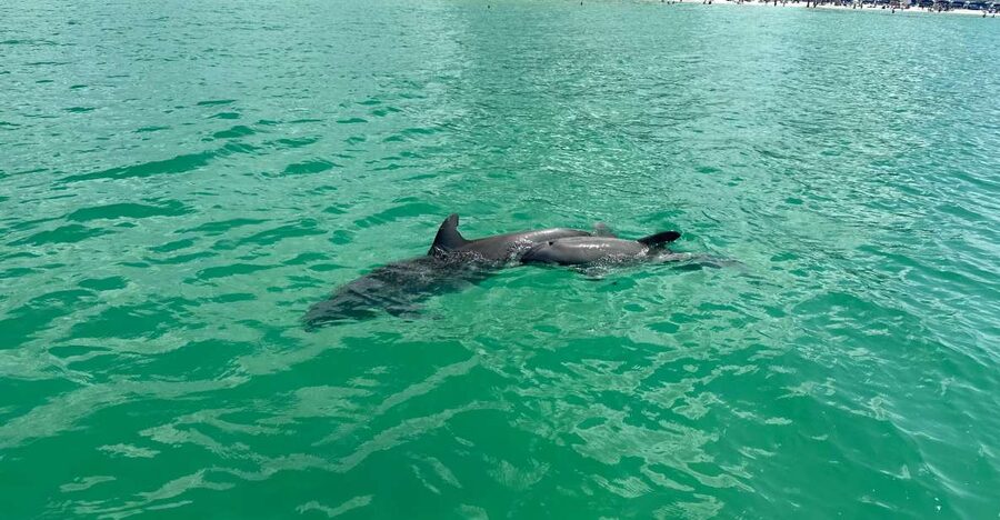 Clearwater Beach: Dolphin & Island Sandbar Cruise - Key points to know before boarding