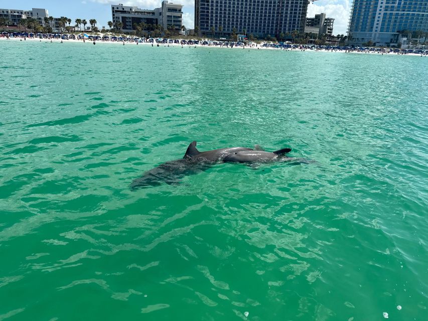 Clearwater Beach: Dolphin & Island Sandbar Cruise - One-Tree Island and the short swim stop