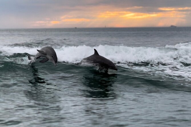 Clearwater Encounters with Dolphins Tour - Key points before you book