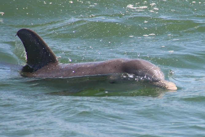 Clearwater Encounters with Dolphins Tour - Compass Island is a sandy, tide-dependent stop