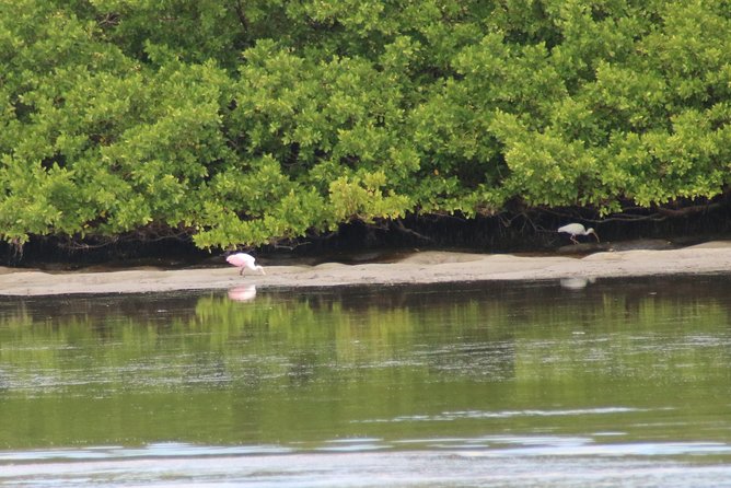 Clearwater Encounters with Dolphins Tour - Timing, parking, and weather tips