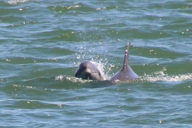 Clearwater Encounters with Dolphins Tour - What to bring for the island stop