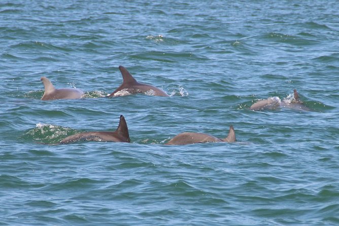 Clearwater Encounters with Dolphins Tour - Why the commentary adds real value