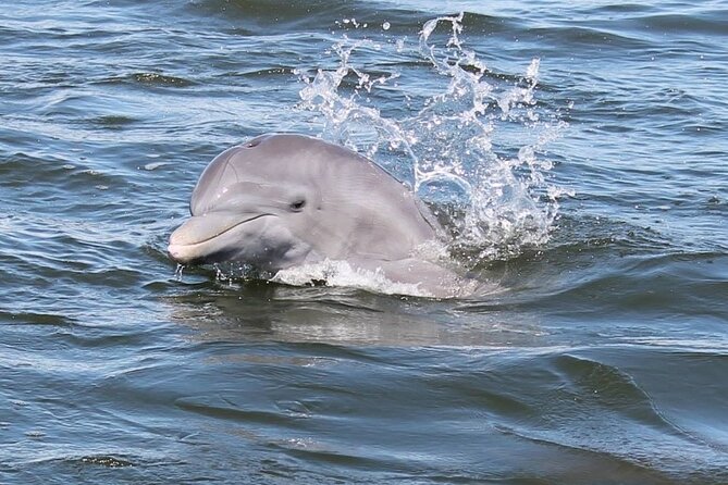 Cocoa Beach Dolphin and Wildlife Tour - Key points to know before you book