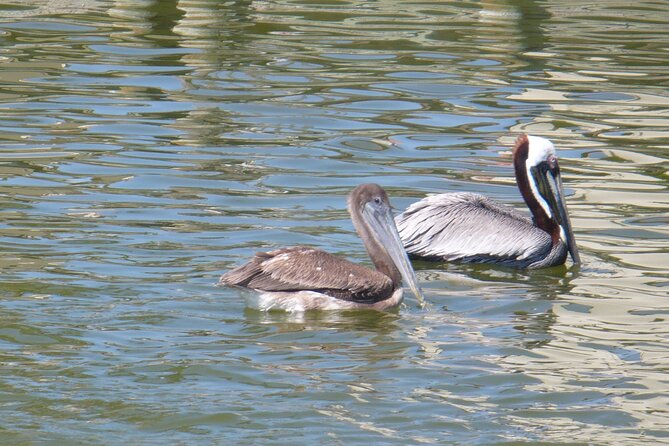 Cocoa Beach Dolphin and Wildlife Tour - Dolphins, manatees, birds, and occasional surprises