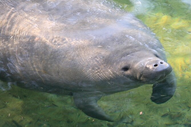Cocoa Beach Dolphin and Wildlife Tour - A comfortable ride for families and mixed groups