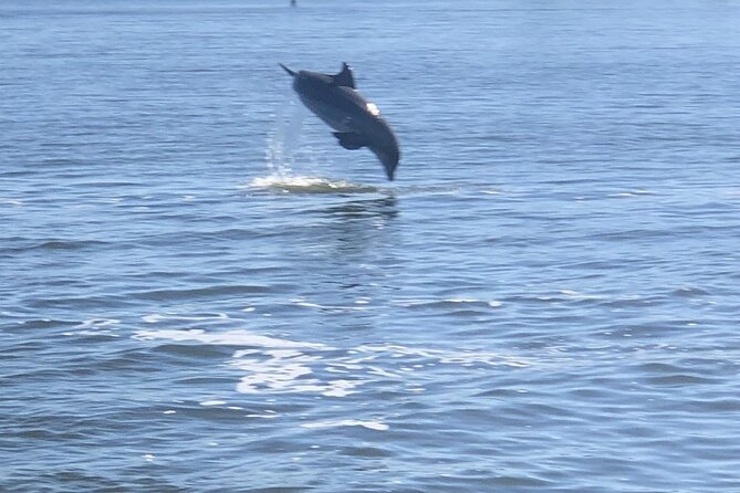 Cocoa Beach Dolphin and Wildlife Tour - Timing, weather, and what to wear