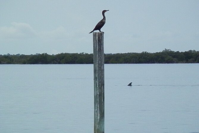 Cocoa Beach Dolphin and Wildlife Tour - Is $47.50 a fair price?