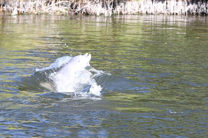 Cocoa Beach Dolphin and Wildlife Tour - The two-hour route through the Thousand Islands