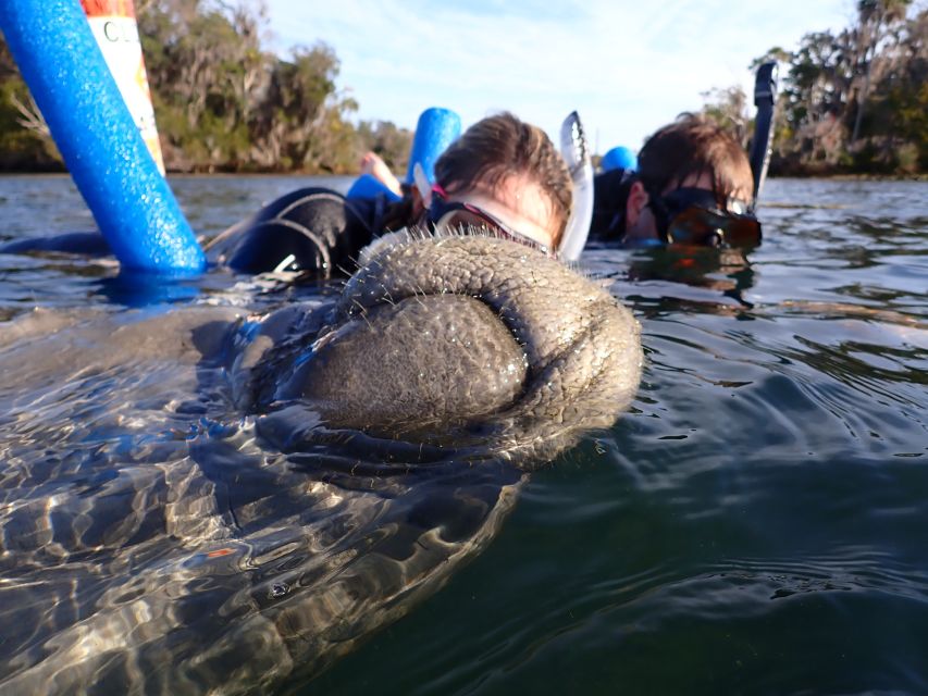 Crystal River: Manatee Snorkel Tour w/ In-Water Photographer - What it feels like to snorkel beside a manatee