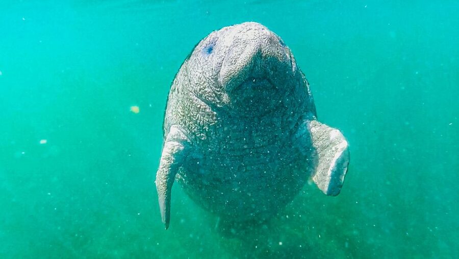Crystal River: Manatee Snorkel Tour w/ In-Water Photographer - The return to base and Kings Bay tips