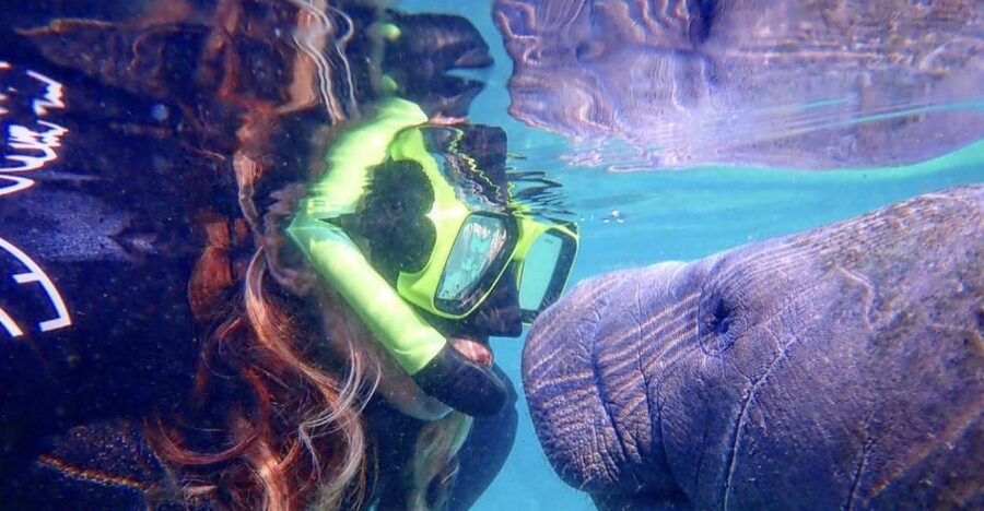 Crystal River: Manatee Swim Group Tour - Key points to know before booking