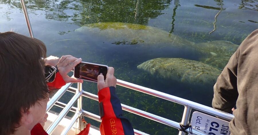 Crystal River: Manatee Swim Group Tour - Who should book this tour?