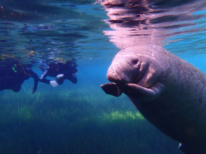 Crystal River: Manatee Swim Group Tour - Why swimming with Crystal River manatees feels different