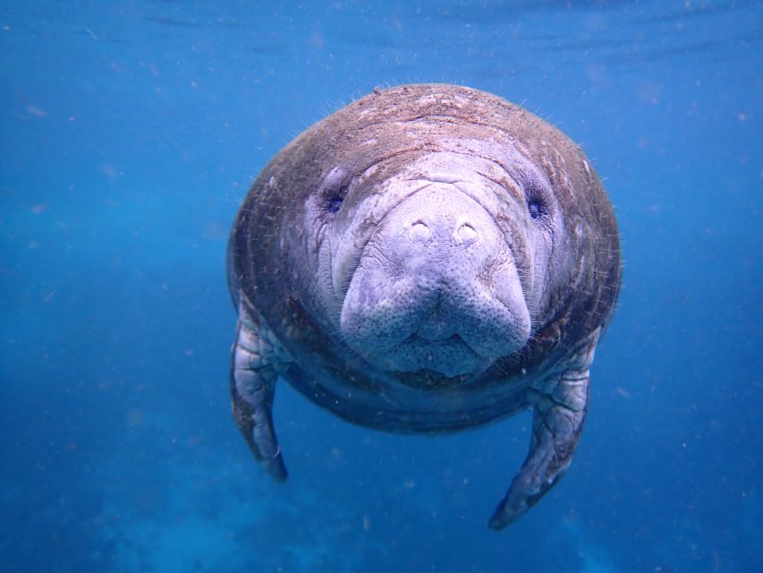 Crystal River: Manatee Swim Group Tour - Getting comfortable in the water