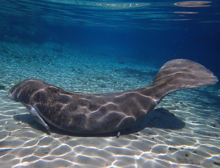 Crystal River: Manatee Swim Group Tour - What the manatee encounter is really like