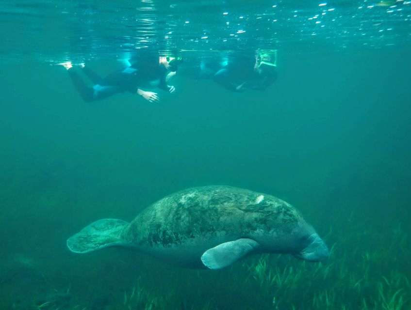 Crystal River: Manatee Swim Group Tour - The guide and photographer make a difference
