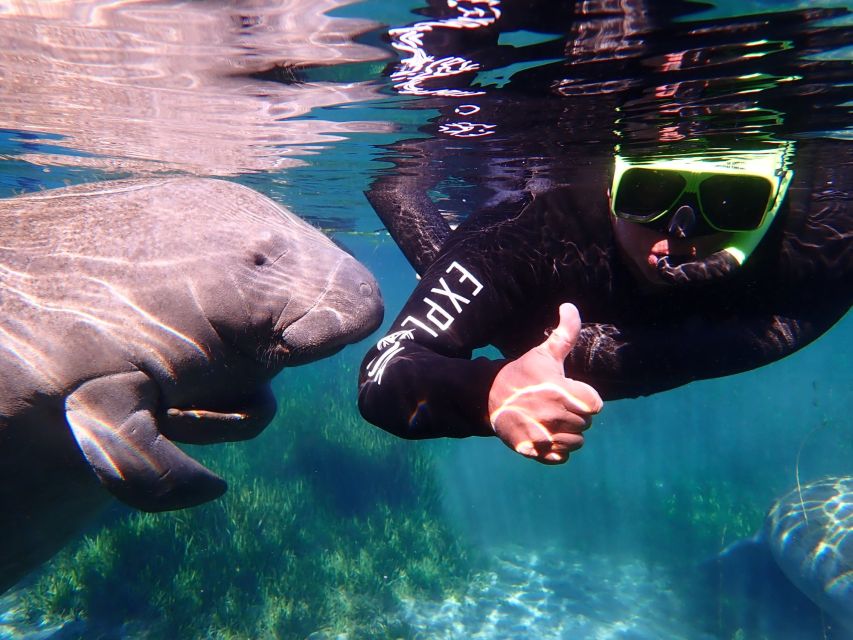 Crystal River: Manatee Swim Group Tour - A close look at the three-hour schedule