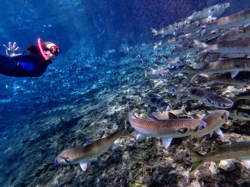 Crystal River: Manatee Swim Group Tour - Is $69 a good value?