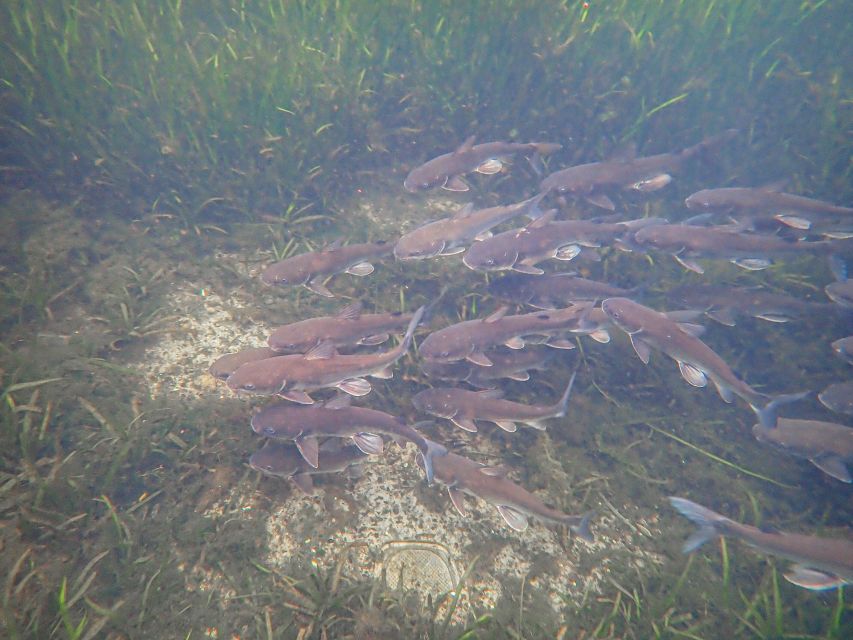 Crystal River: Manatee Swim Group Tour - Meeting at 545 North Citrus Avenue