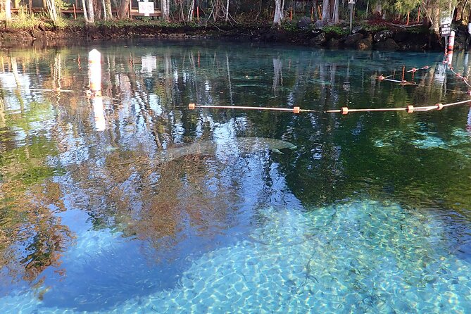 Crystal River Manatee Viewing Cruise - Starting at Explorida on North Citrus Avenue