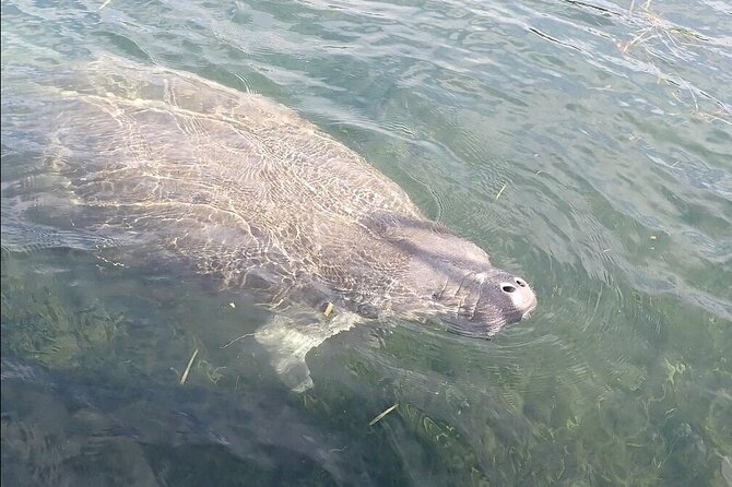 Crystal River Manatee Viewing Cruise - What you can realistically see