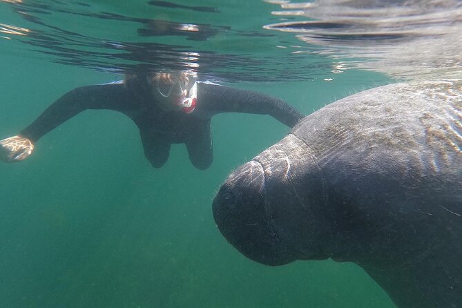 Crystal River: Semi-Private Manatee Swim Tour With Heated Boat - Why Crystal River is the place for a manatee swim
