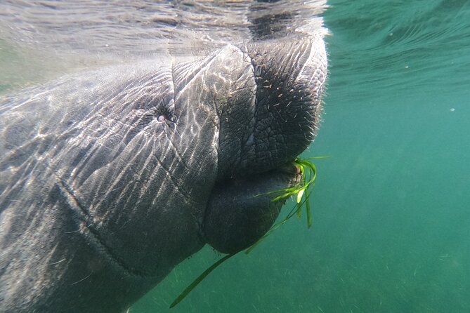 Crystal River: Semi-Private Manatee Swim Tour With Heated Boat - Getting fitted for the water