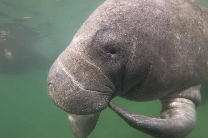 Crystal River: Semi-Private Manatee Swim Tour With Heated Boat - Learning manatee manners before the encounter