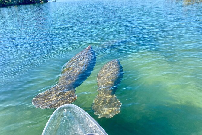 Crystal River Three Sisters Springs and Manatee Clear Kayak Tours - April through November: paddling toward Three Sisters Springs